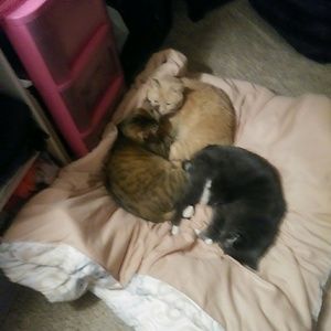 Meet your Posher, Chandra